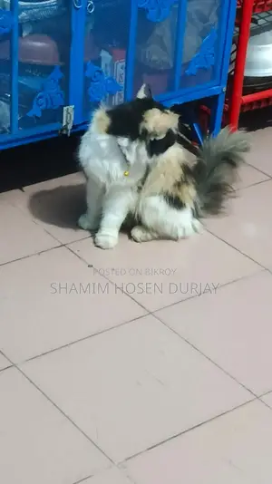 6-12 months Female Purebred Persian