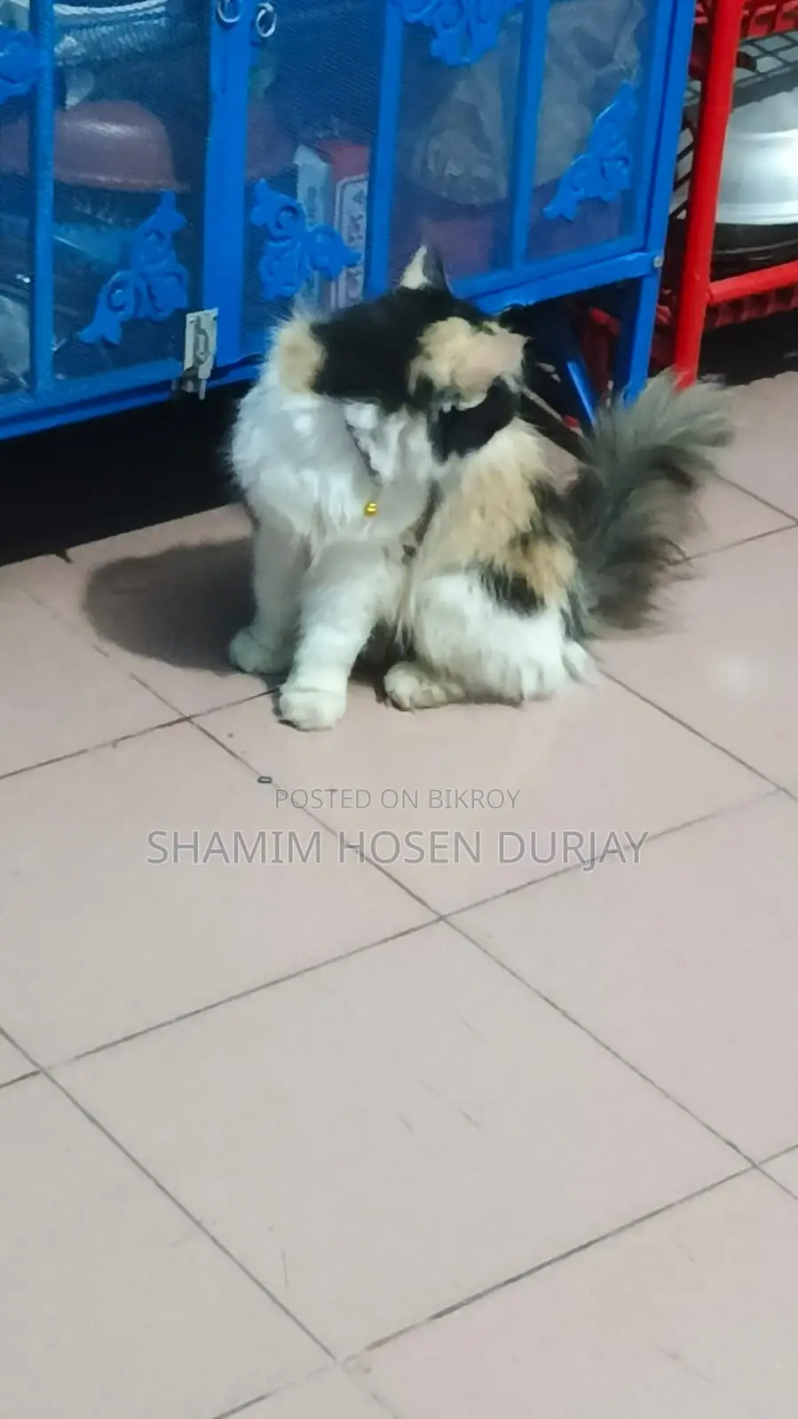 6-12 months Female Purebred Persian