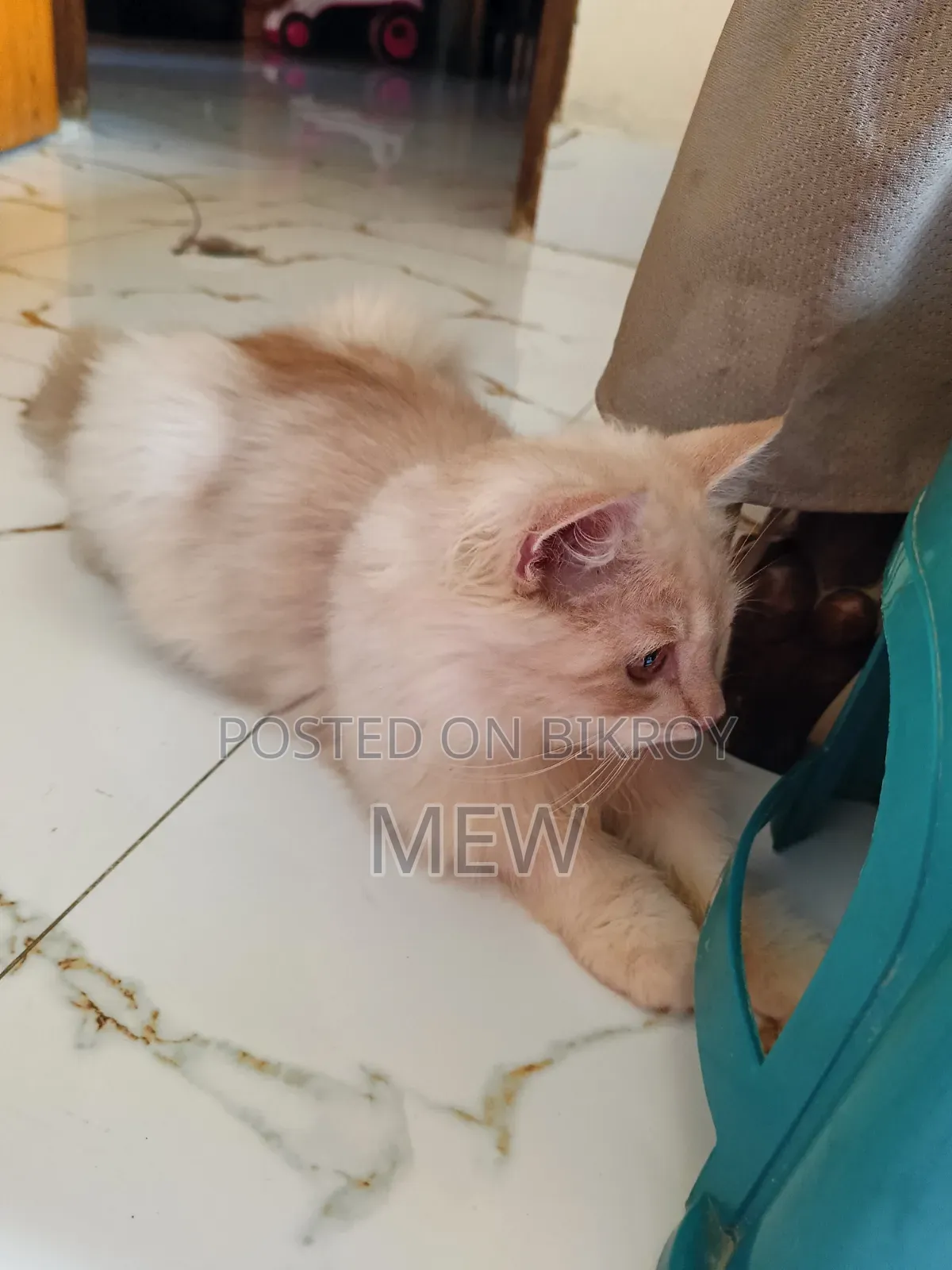 ৩-৬ মাস বয়সী পুরুষ বিশুদ্ধ পার্সিয়ান বিড়াল
