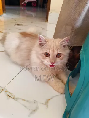 ৩-৬ মাস বয়সী পুরুষ বিশুদ্ধ পার্সিয়ান বিড়াল