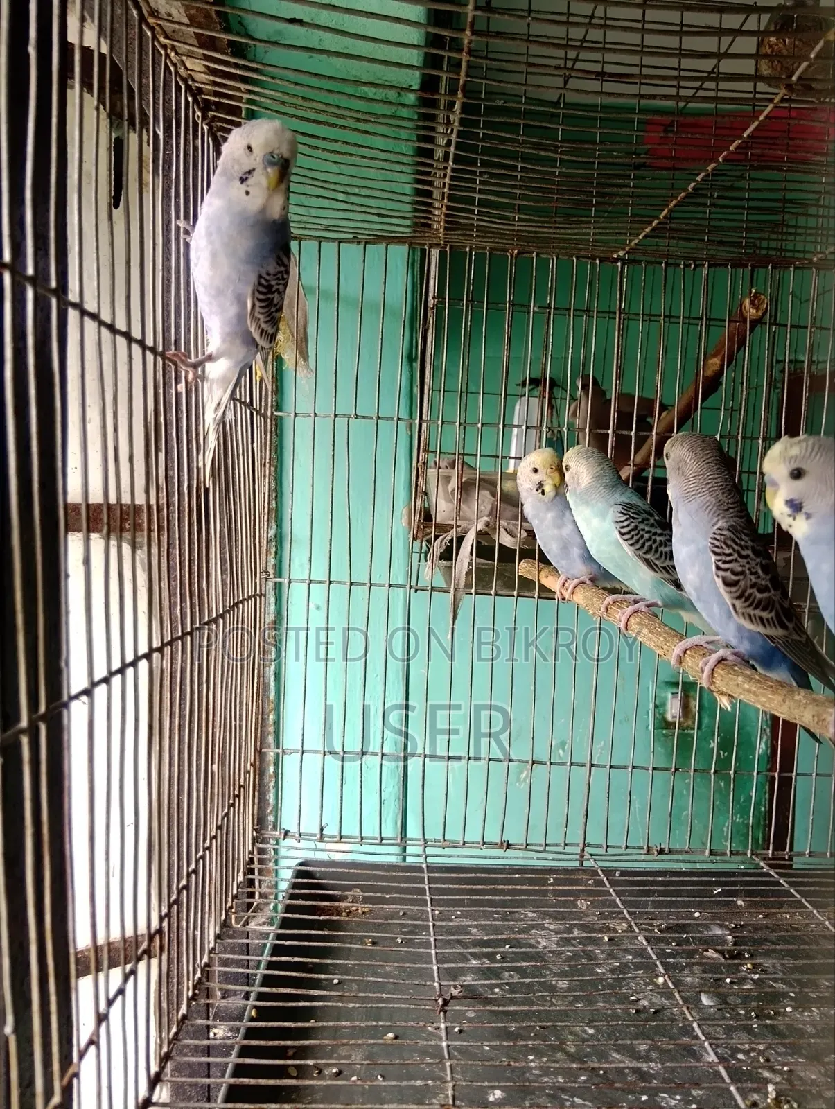 Budgerigar Birds