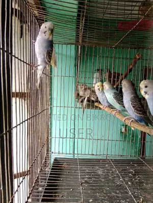 Budgerigar Birds