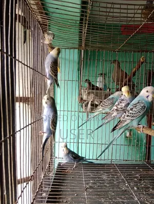 Budgerigar Birds
