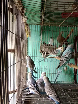 Budgerigar Birds