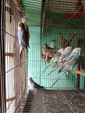 Budgerigar Birds