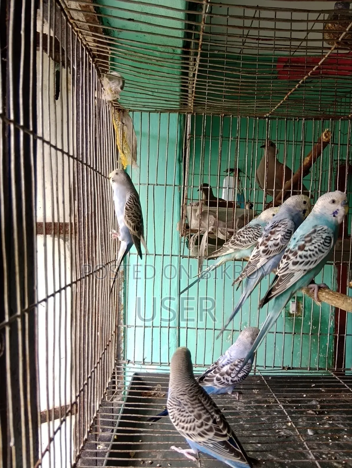 Budgerigar Birds