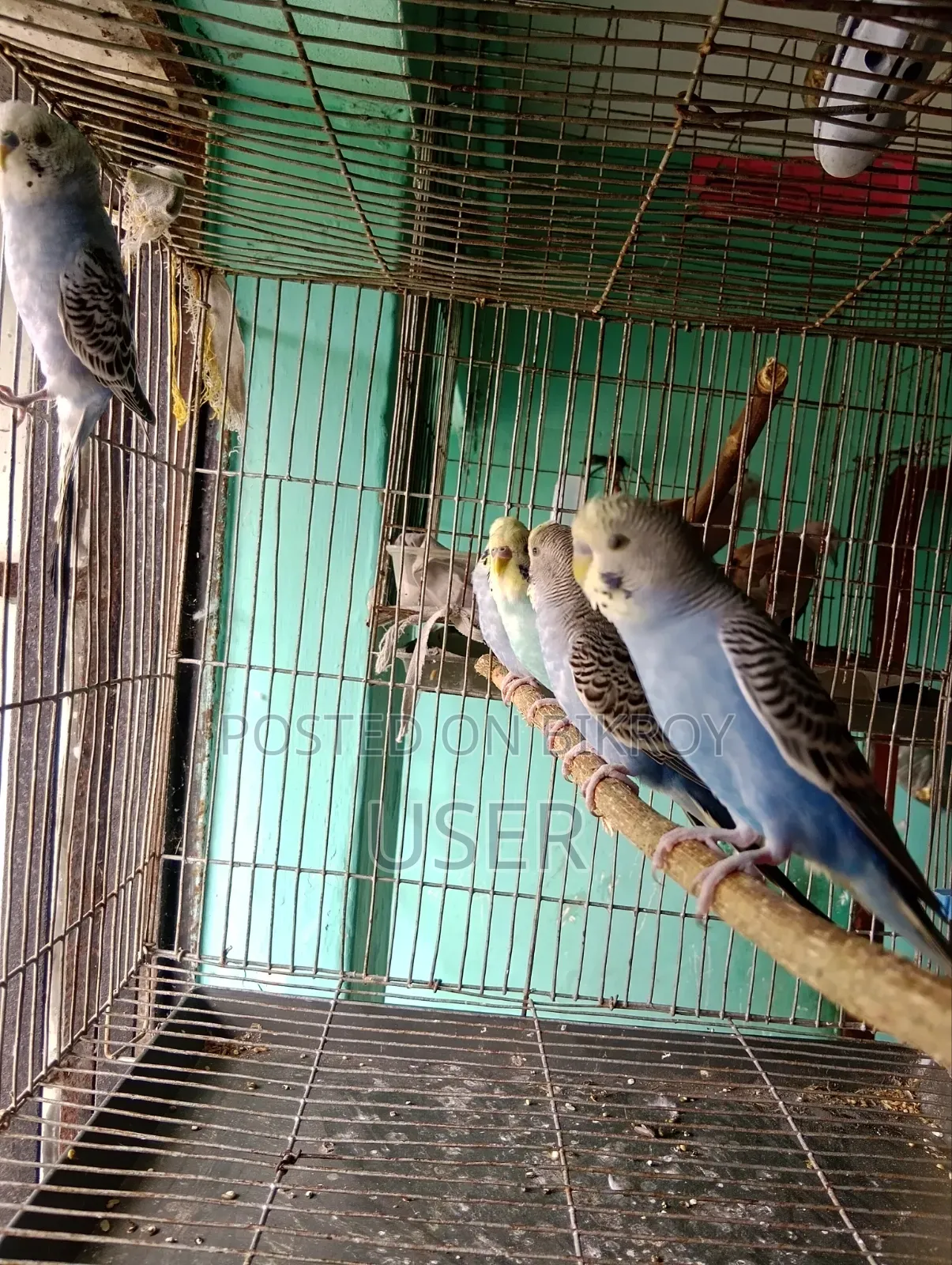 Budgerigar Birds