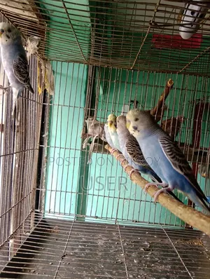Budgerigar Birds