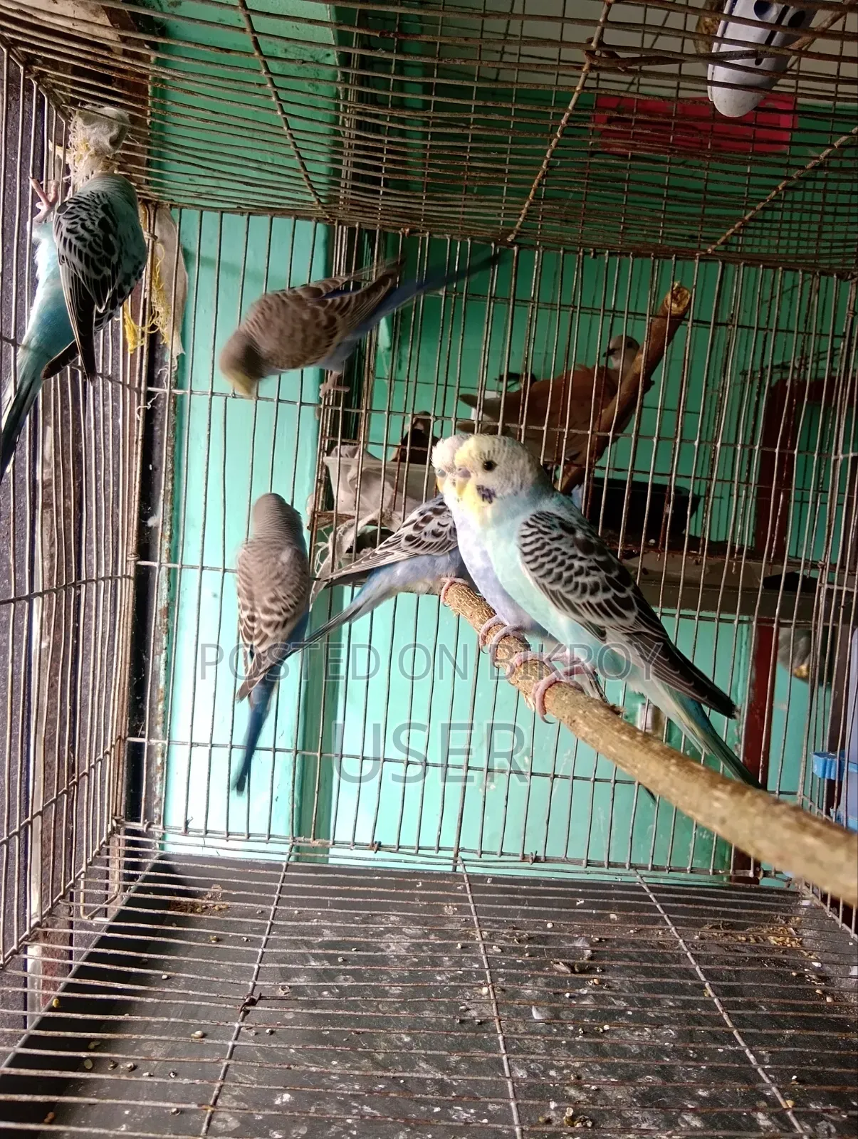 Budgerigar Birds