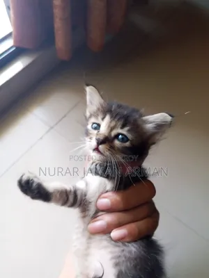 0-1 Month Female Mixed Breed Persian