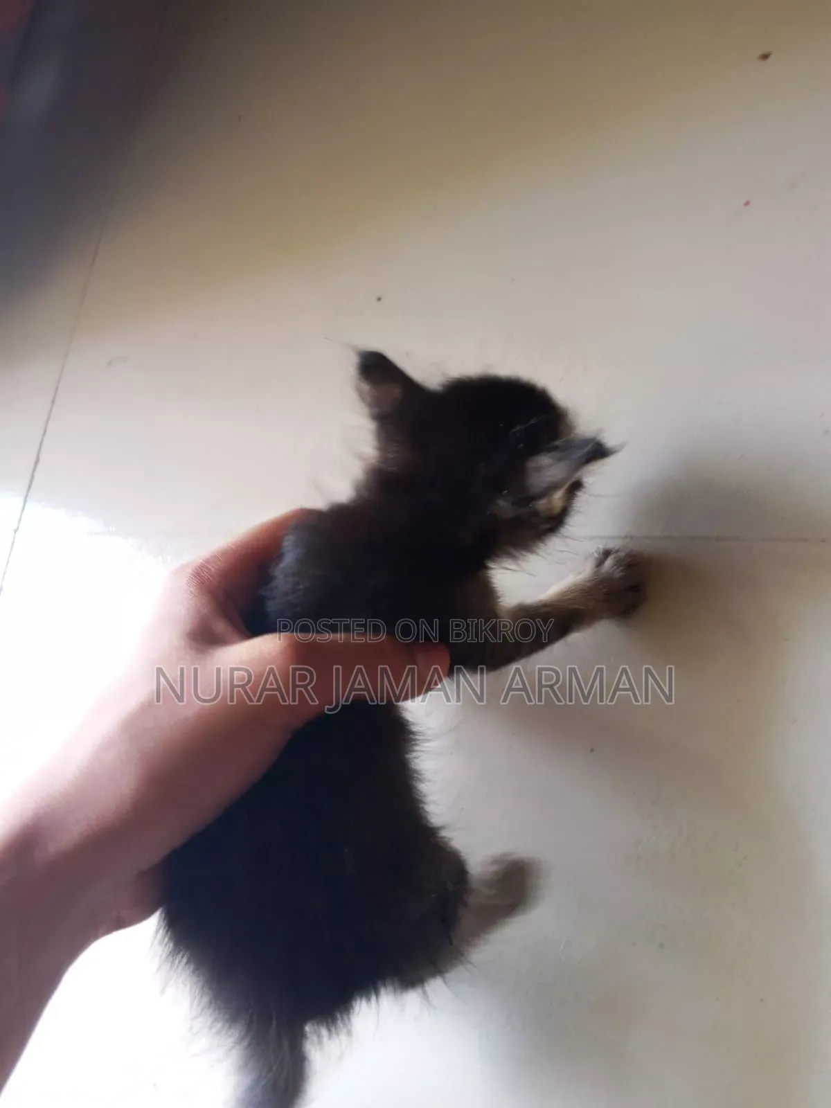 0-1 Month Female Mixed Breed Persian
