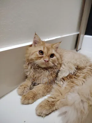 3-6 months Female Purebred Persian
