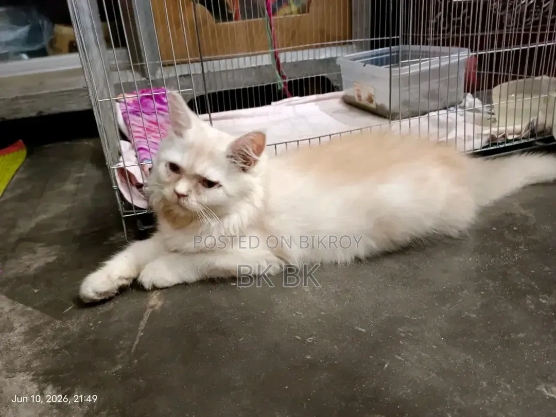 1-3 months Female Purebred Persian