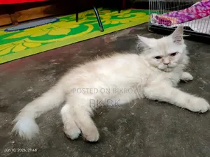 1-3 months Female Purebred Persian
