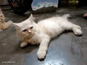 1-3 months Female Purebred Persian