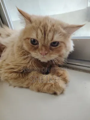 3-6 months Male Purebred Persian
