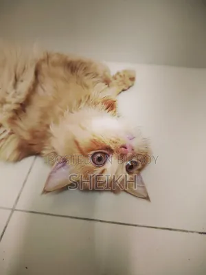 3-6 months Male Purebred Persian