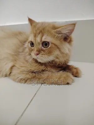 3-6 months Male Purebred Persian