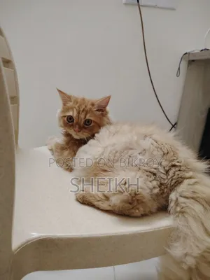 3-6 months Male Purebred Persian