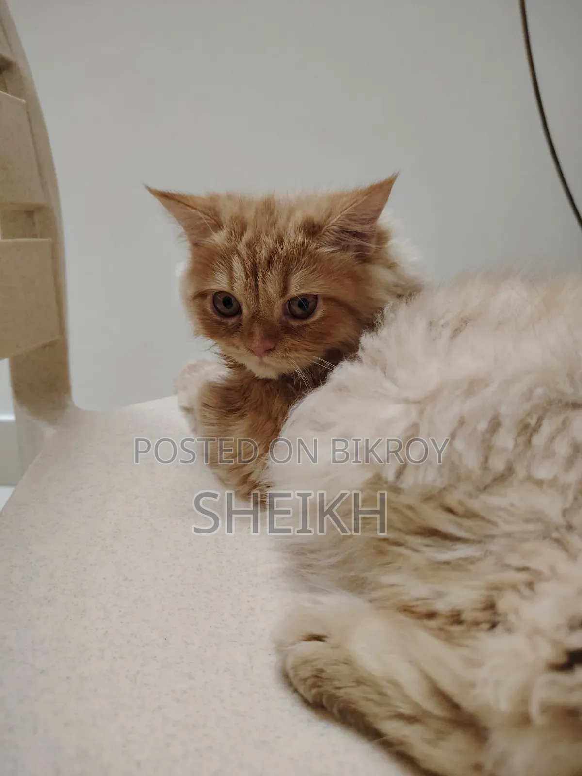 3-6 months Male Purebred Persian