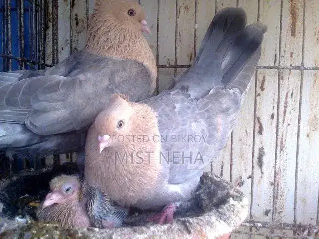 একজোড়া সুয়াচন্দন কবুতরের বাচ্চা বিক্রি করা হবে