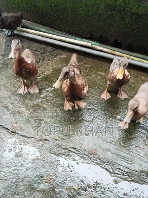 Local Ducks