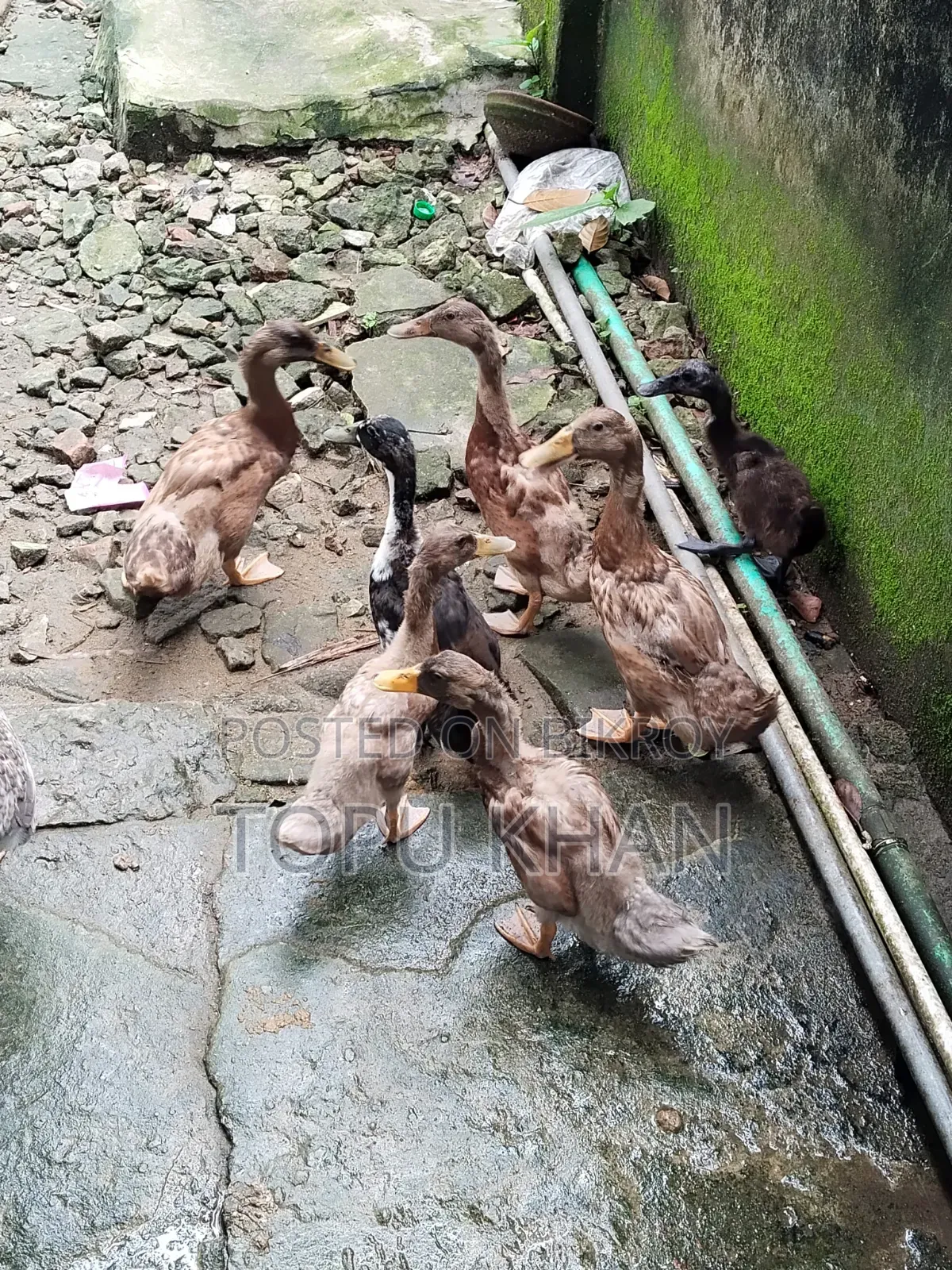দেশের হাঁস