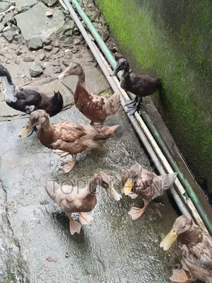 দেশের হাঁস