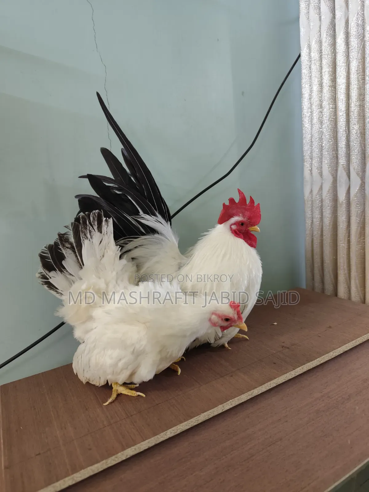 ১ পিস জাপানিজ বেন্থামের বাচ্চা