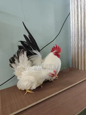 ১ পিস জাপানিজ বেন্থামের বাচ্চা