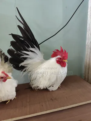 ১ পিস জাপানিজ বেন্থামের বাচ্চা