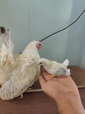 ১ পিস জাপানিজ বেন্থামের বাচ্চা
