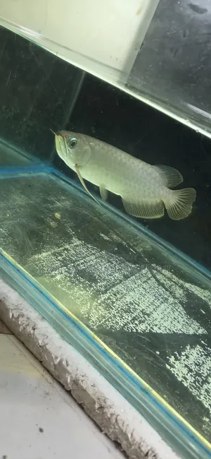 Asian Arowana Fish