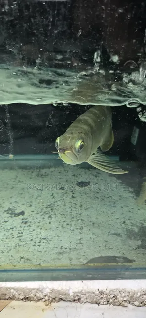 Asian Arowana Fish