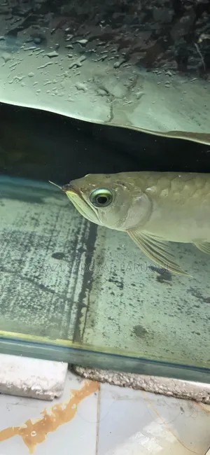 Asian Arowana Fish