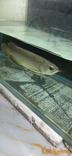 Asian Arowana Fish
