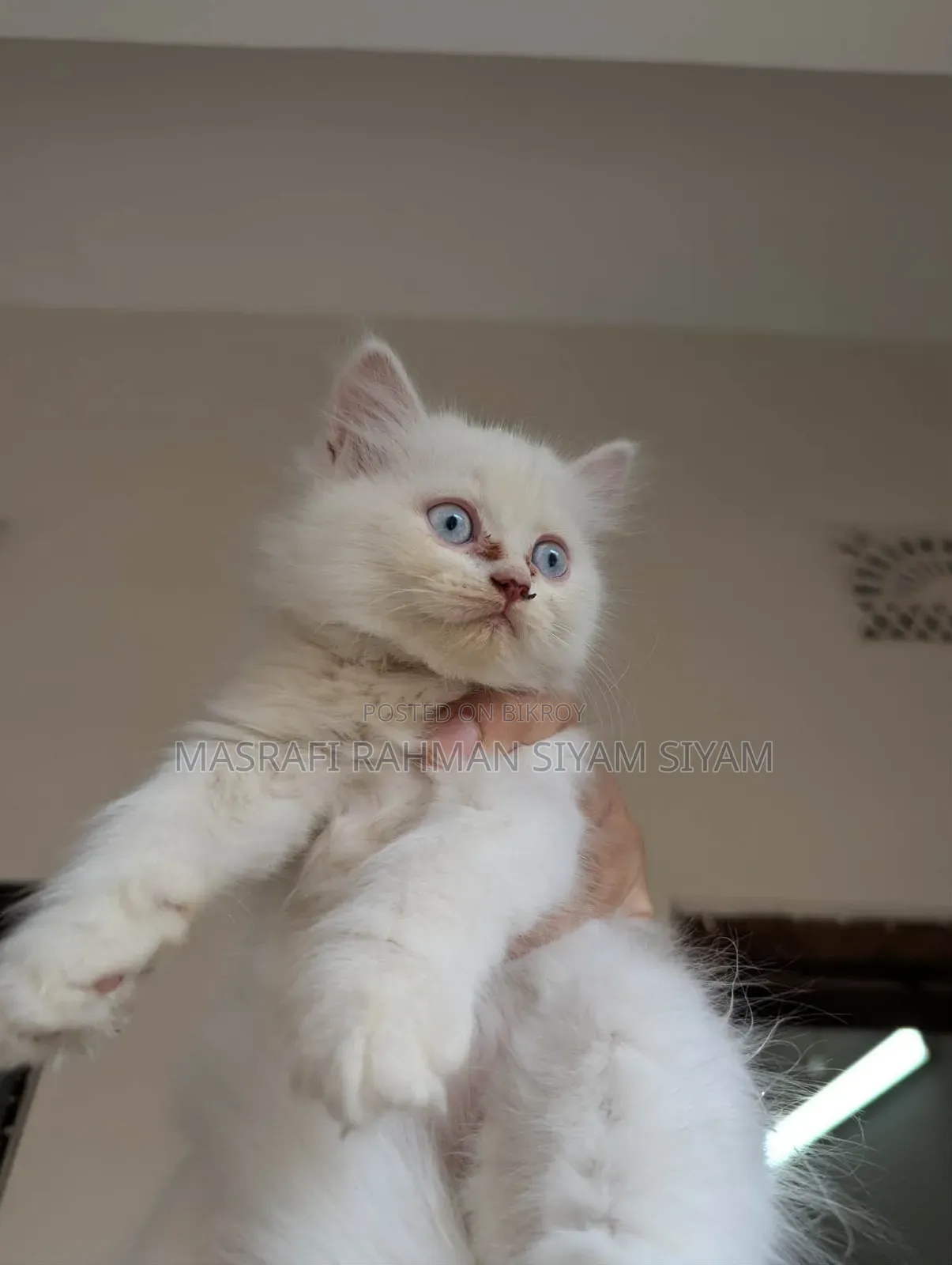 1-3 months Female Purebred Persian