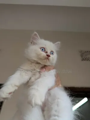 1-3 months Female Purebred Persian