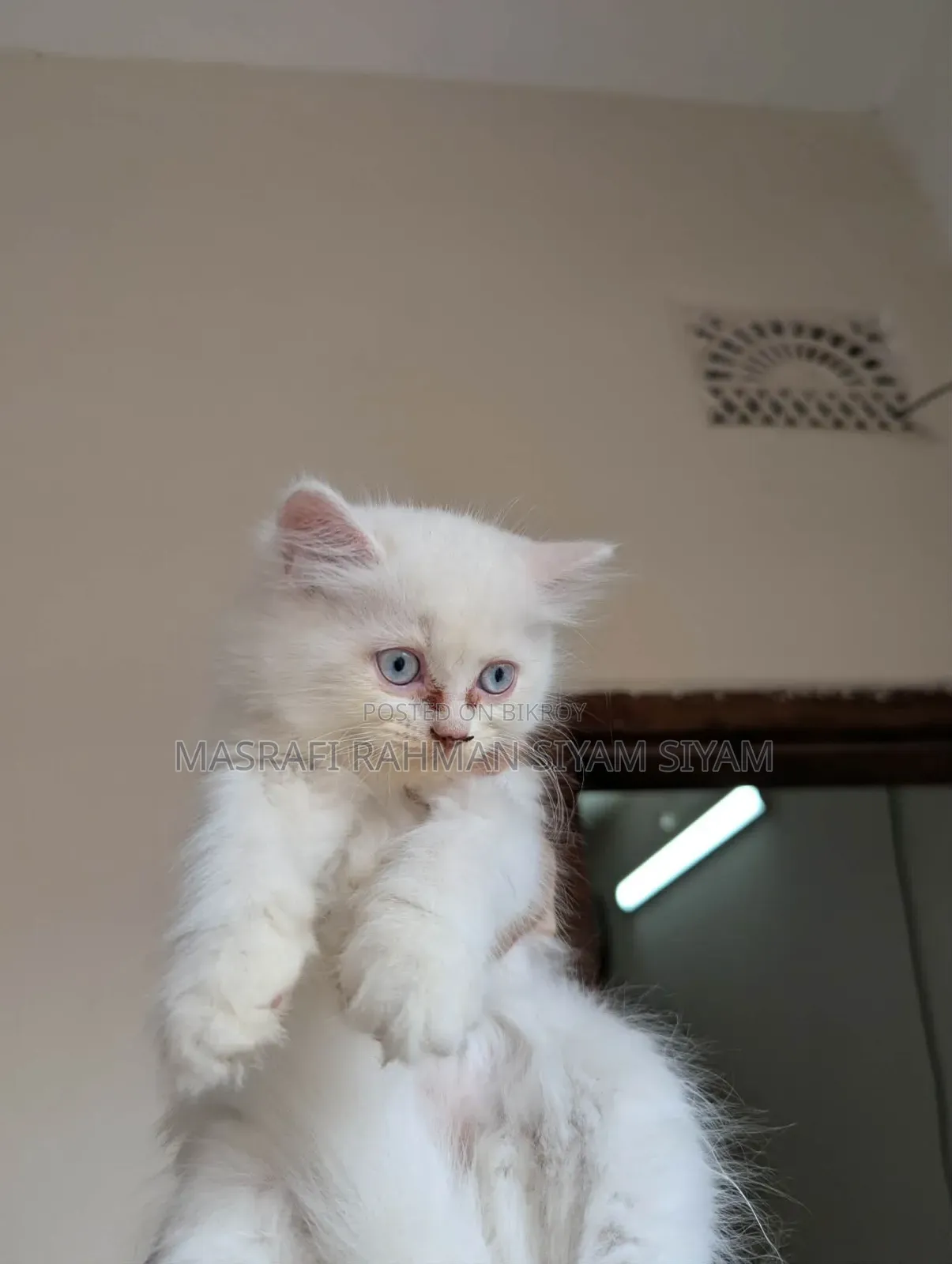 1-3 months Female Purebred Persian
