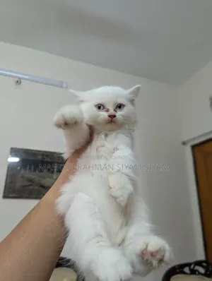 1-3 months Female Purebred Persian