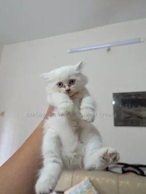 1-3 months Female Purebred Persian
