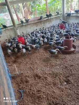 মিসরি ফাউমি বাচ্চা