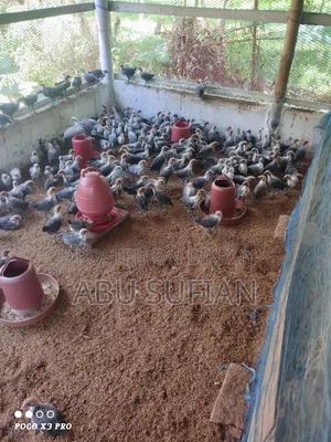 মিসরি ফাউমি বাচ্চা