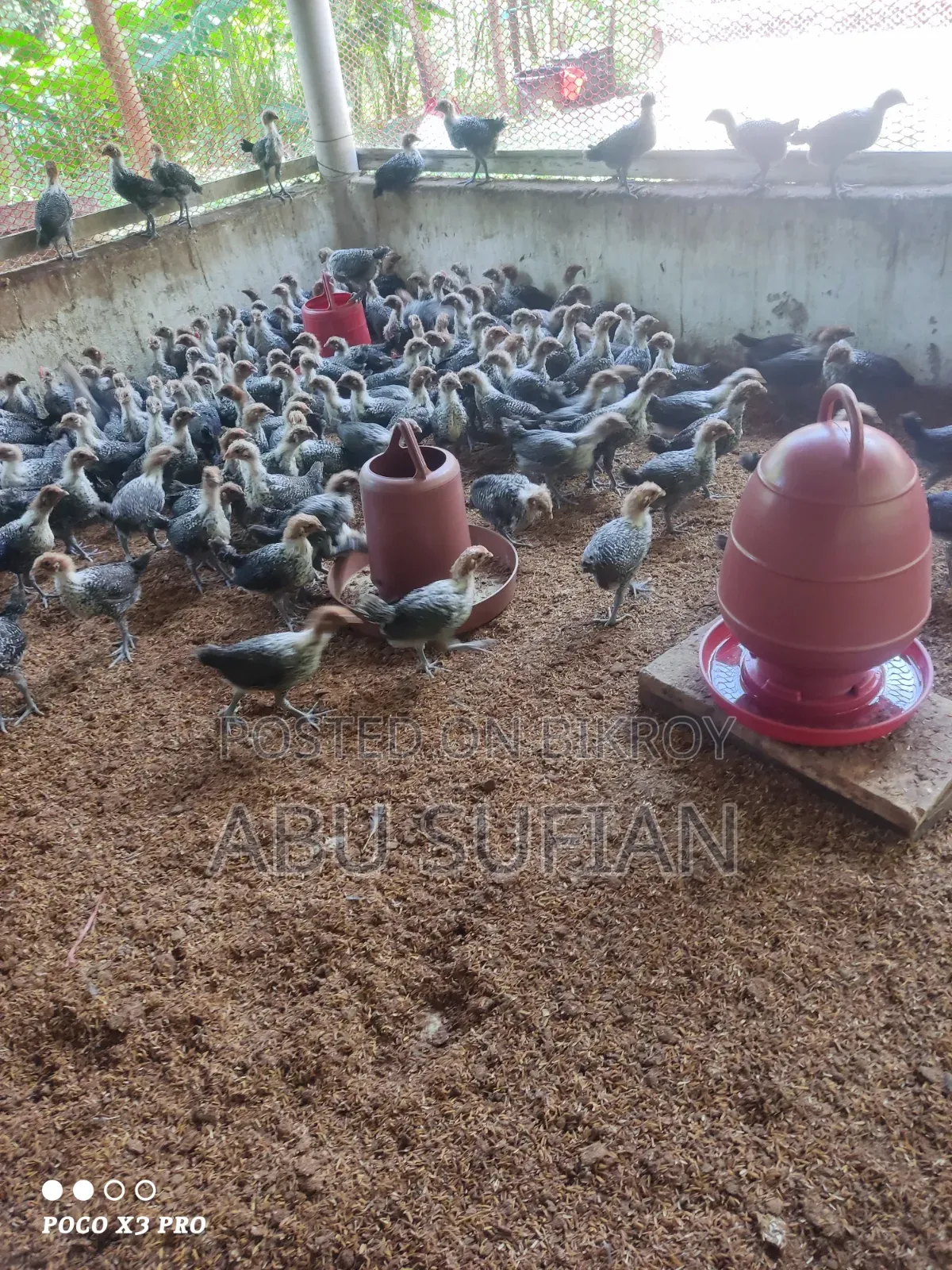 মিসরি ফাউমি বাচ্চা