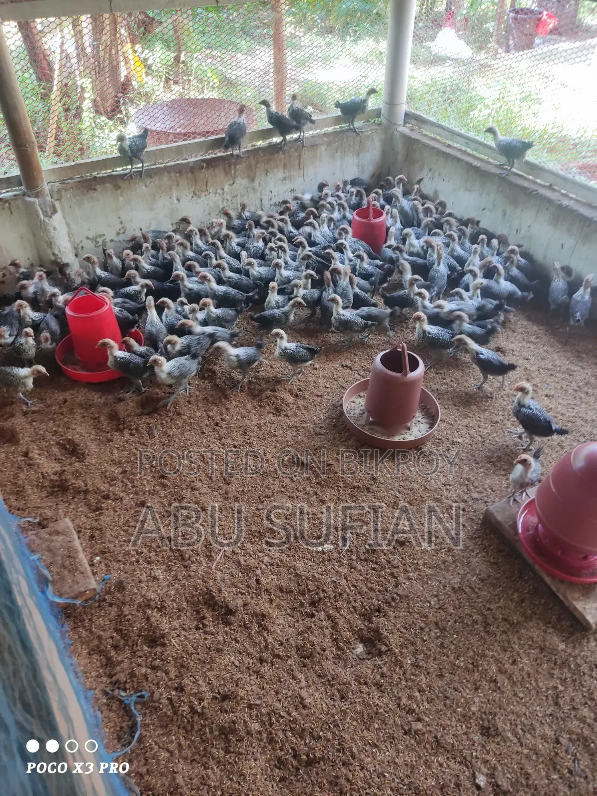 মিসরি ফাউমি বাচ্চা