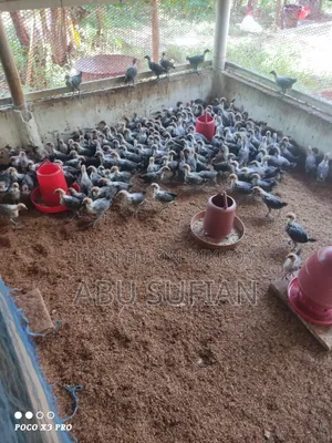 মিসরি ফাউমি বাচ্চা