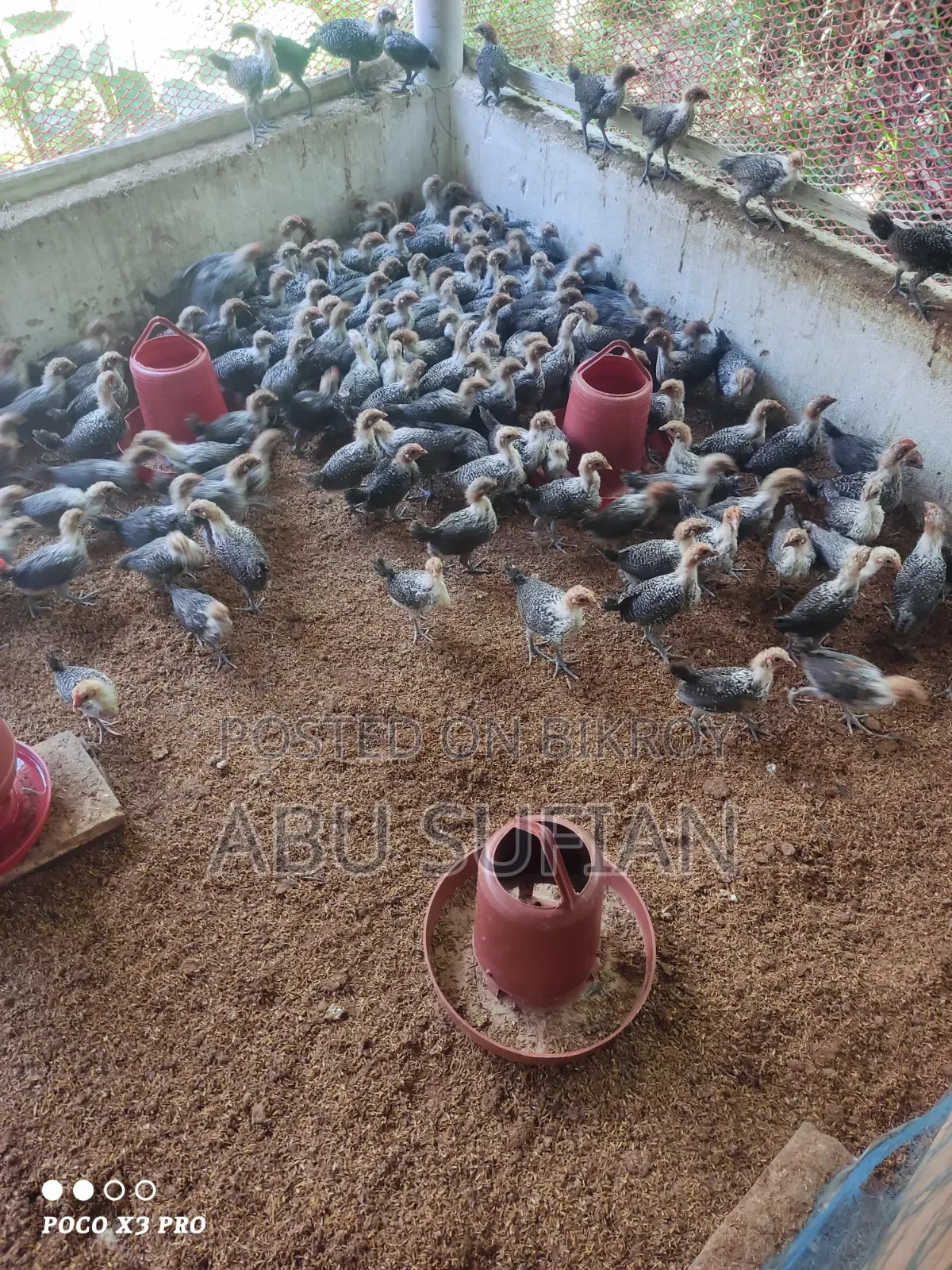 মিসরি ফাউমি বাচ্চা