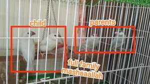 Java Finch Full Setup Sell