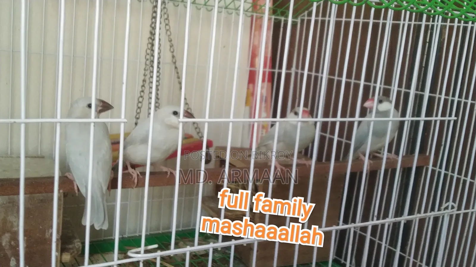 Java Finch Full Setup Sell