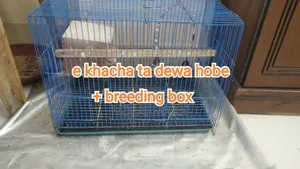 Java Finch Full Setup Sell
